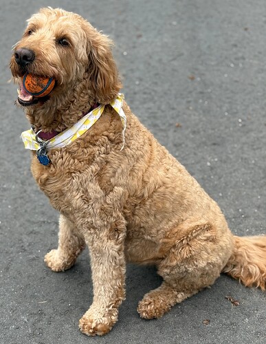 DogSmall