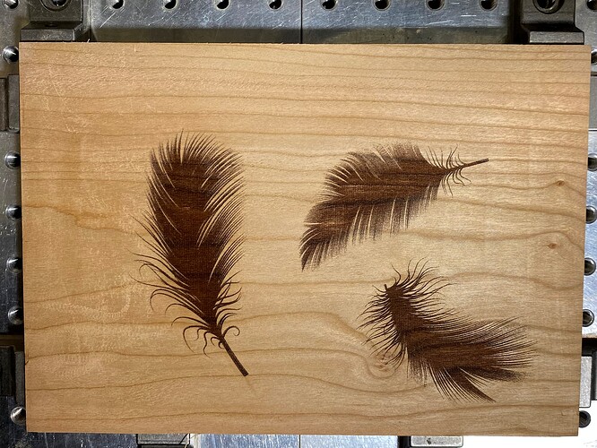 bird feathers