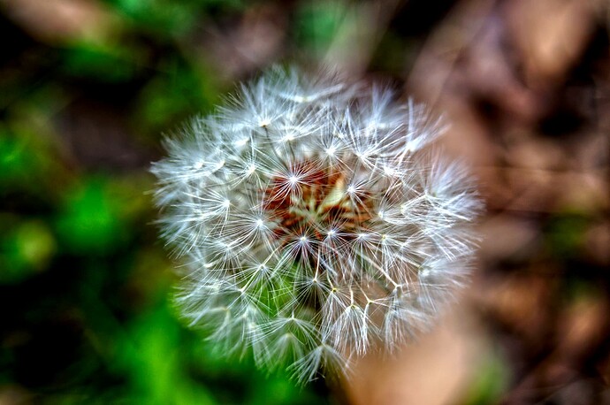 guy_donham_dandelion