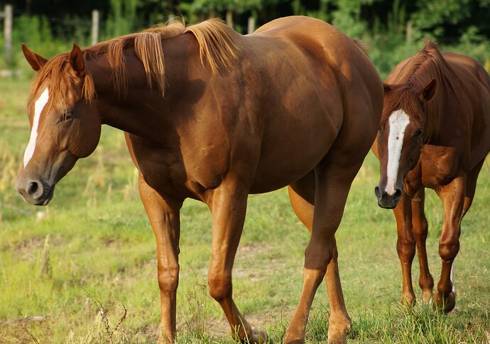 two_brown_horses