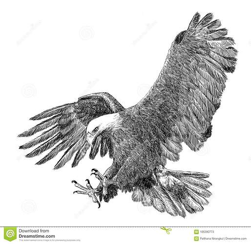 bald-eagle-swoop-attack-hand-draw-sketch-black-line-white-background-illustration-105390773