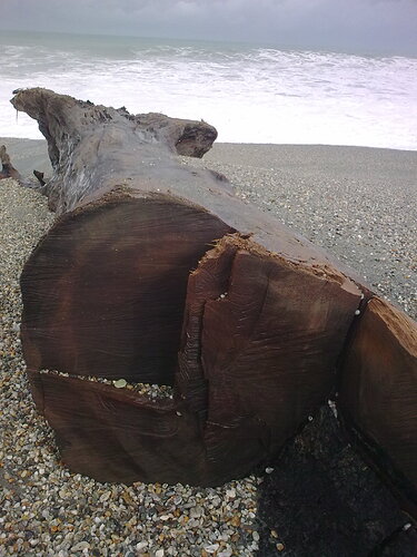 NZ log