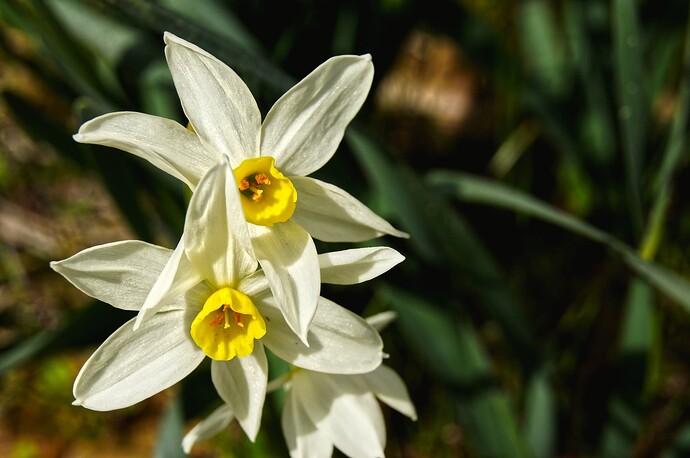 guy_donham_dafodills