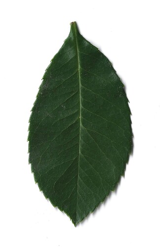 Green Leaf Scan