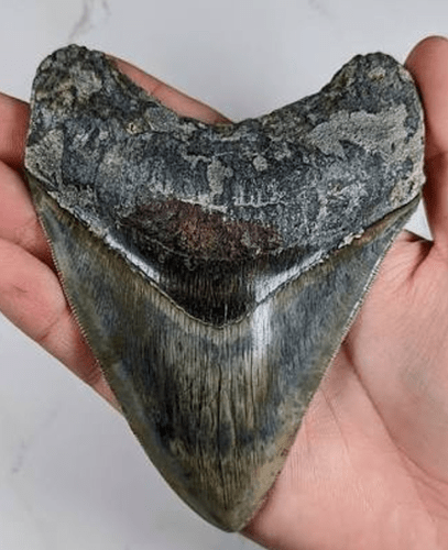 Big shark tooth