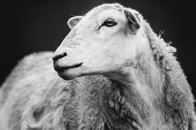 sheep black white