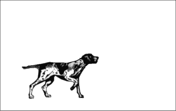 BnewDog