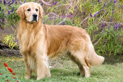 Golden-Retriever-Standing1-400x267